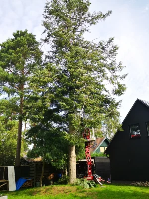 1 Trädfällning Stora Granen Före