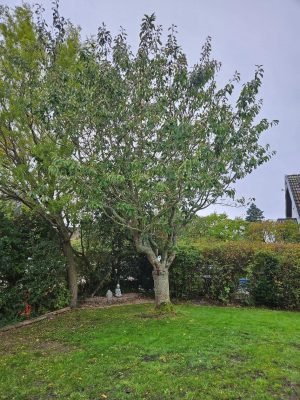 11 Trädfällning Körsbär 150 dpi Före