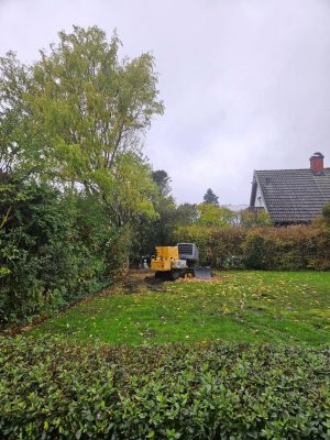 12 Trädfällning Körbär Stubbfräsning 150 dpi Efter