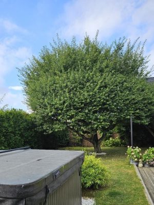 13 Trädfällning 150 dpi Före