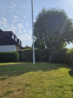 3 Trädfällning Rönnen Före