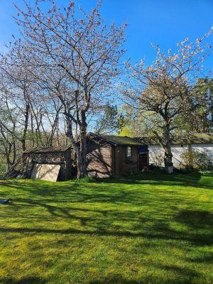 7 Trädfällning körsbär 150 dpi före