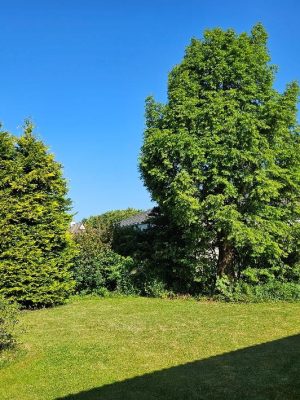 9 Trädfällning Tujor 150 dpi Före